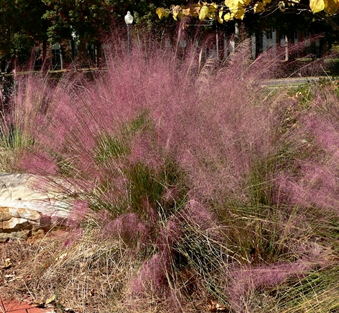 {Muhlenbergia capillaris}